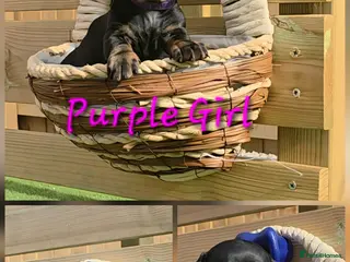 Miniature Dachshund dogs Ready 15th June Miniature Dachshund Puppies 🐶🐾 - Advert 1