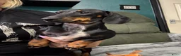 Miniature Dachshund dogs for sale: 6 cute miniature dachshund pupps available  - Advert 24
