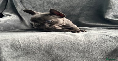 French Bulldog dogs - Advert 5