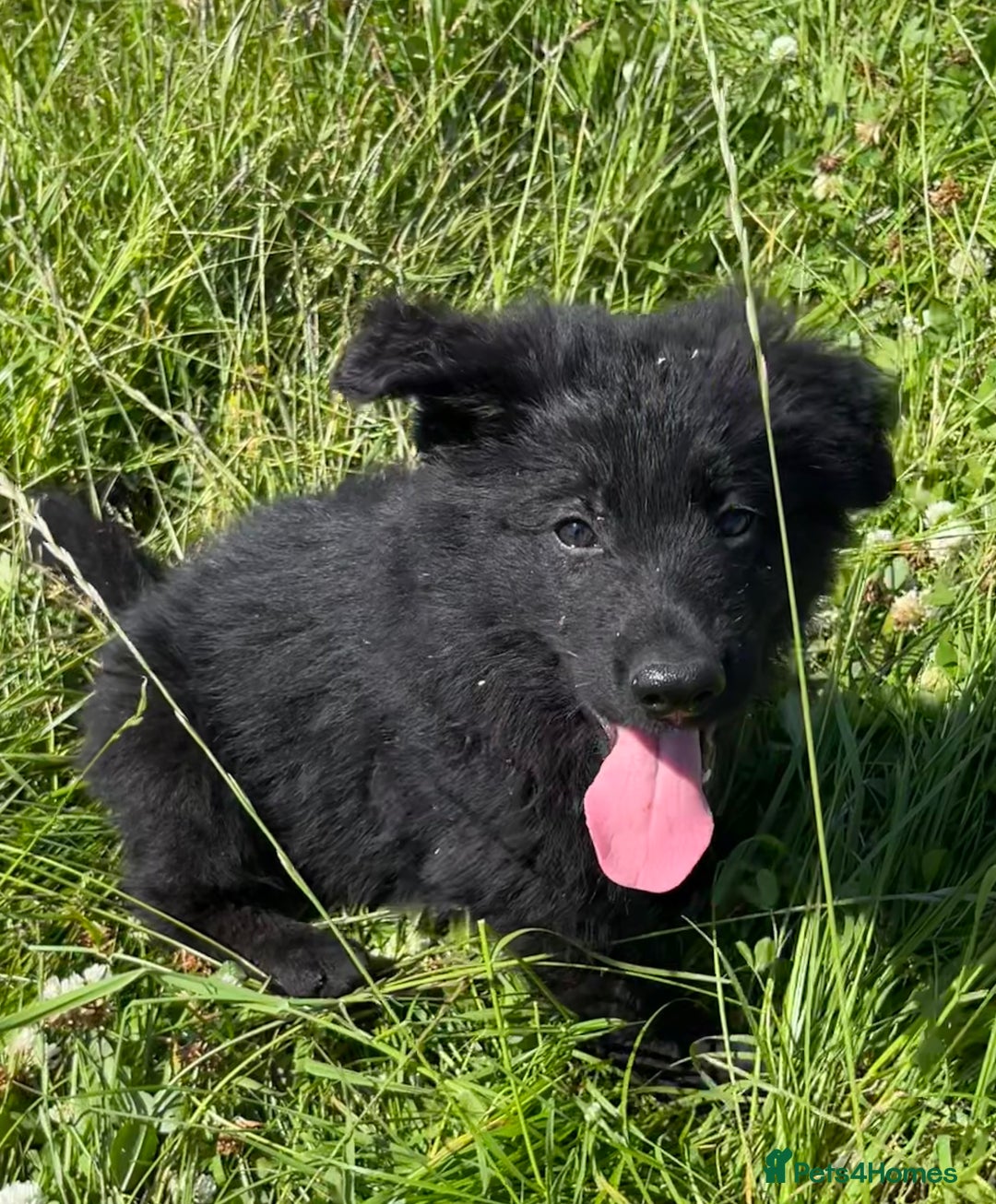 German Shepherd dogs for sale: German shepherd pups KC registered  - Image 14