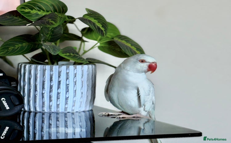 Ringnecks birds - Advert 1