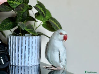 Ringnecks birds - Advert 25