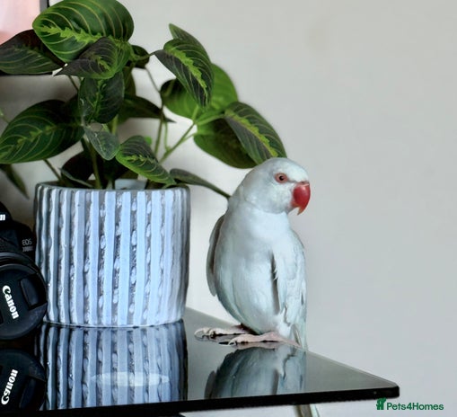 Ringnecks birds - Advert 11