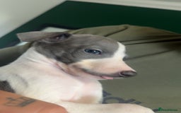 Whippet dogs for sale: stunning blue&white whippets only 2 boys available - Image 24