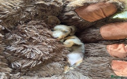 Miniature Dachshund dogs for sale: Miniature dachshund  - Image 15