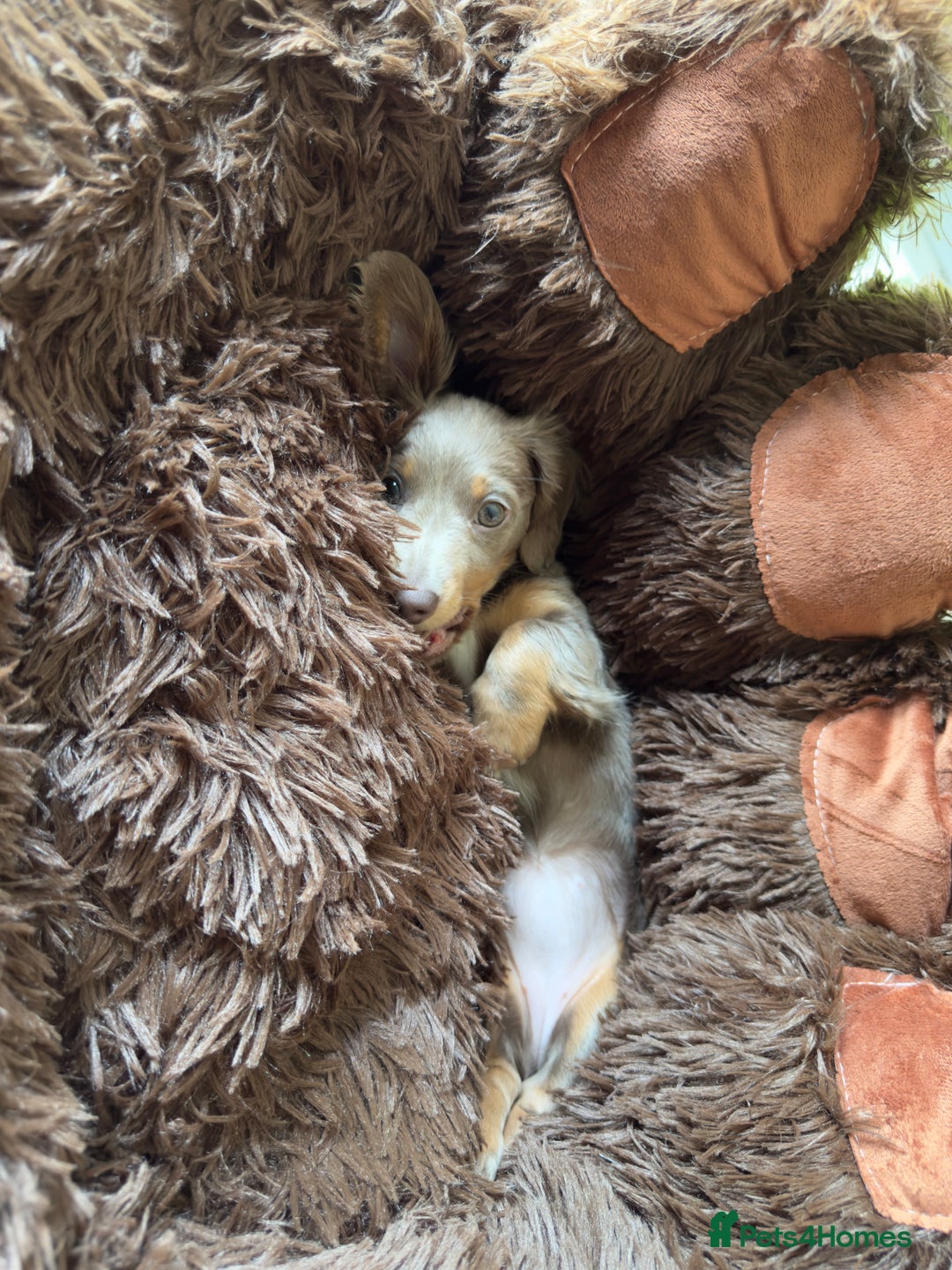 Miniature Dachshund dogs for sale: Miniature dachshund  - Image 15