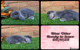French Lop rabbits for sale: Fully Pedigree French Lops - Image 10