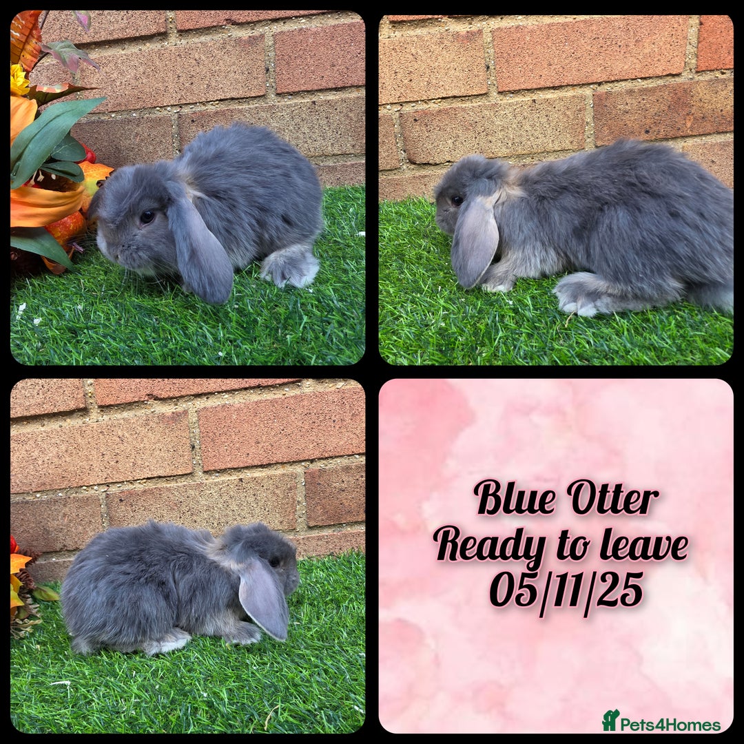 French Lop rabbits for sale: Fully Pedigree French Lops - Image 10