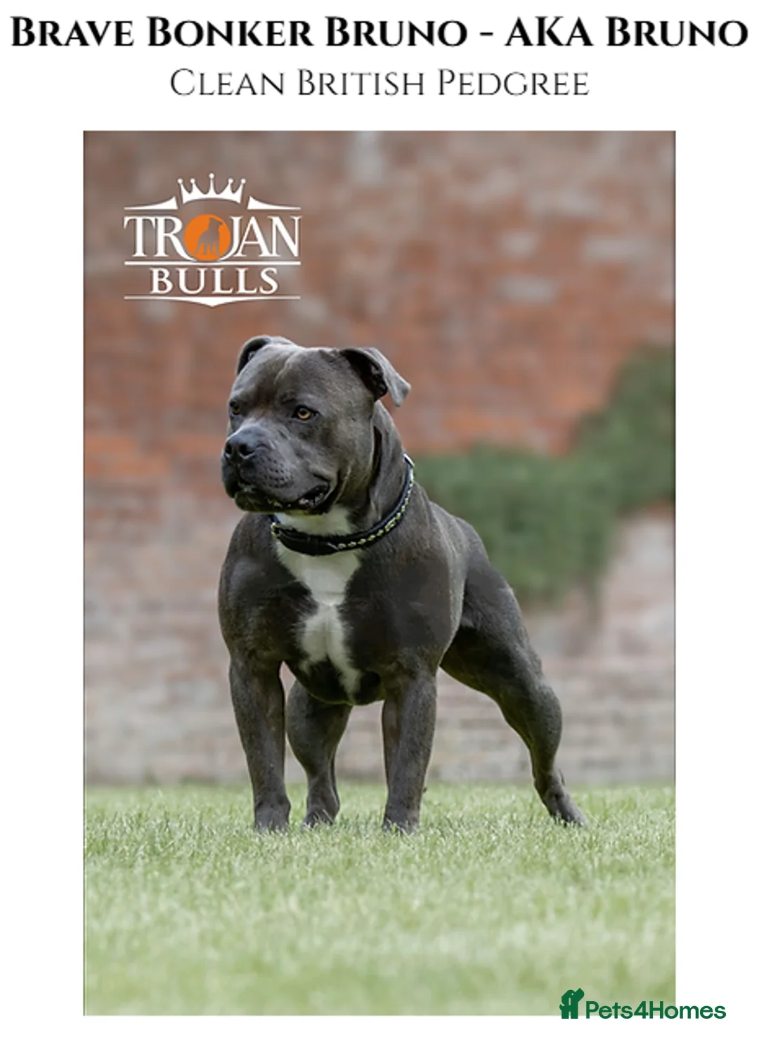 Staffordshire Bull Terrier dogs for stud: 🏆TROJANBULLS CHAMPION STAFFORD STUDS🏆 in Basingstoke - Advert 7
