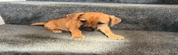 Jack Russell dogs for sale: Ready for there forever homes  - Advert 2
