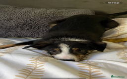 Border Collie dogs for sale: Border collies Dundee  - Image 8