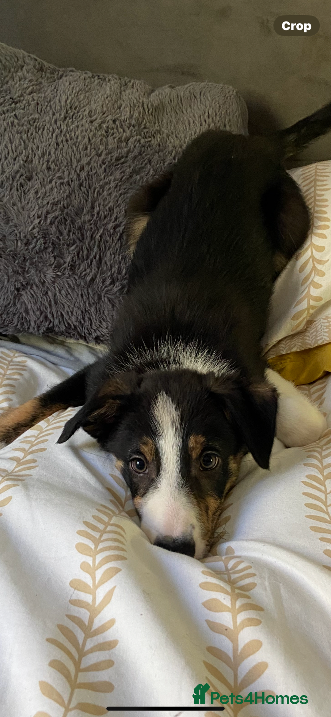 Border Collie dogs for sale: Border collies Dundee  - Image 8