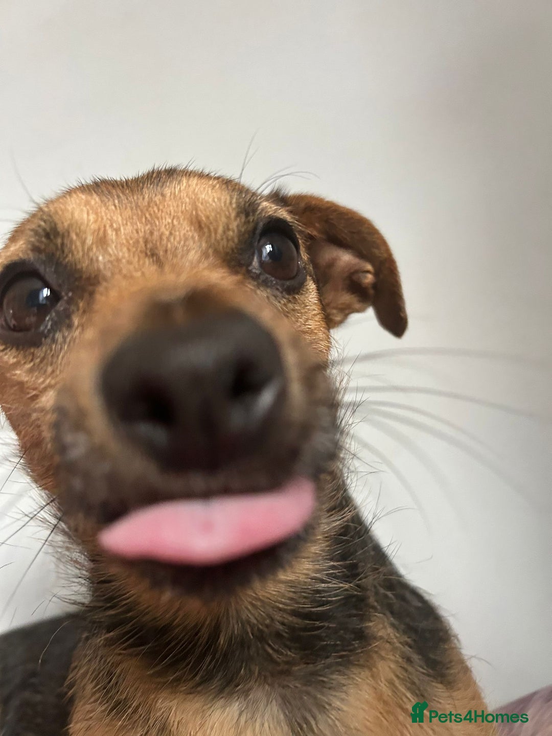 Mixed Breed dogs for sale: Chihuahua x whippet hybrid  - Advert 7