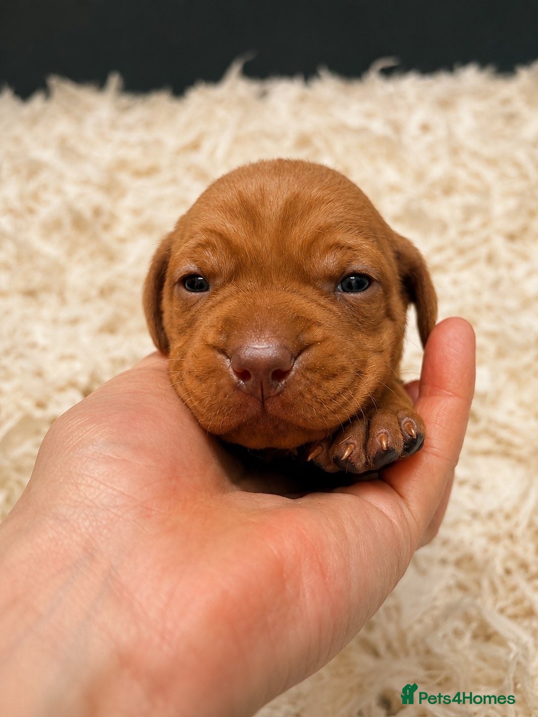 Hungarian Vizsla dogs Smooth Hungarian vizslas  - Advert 2