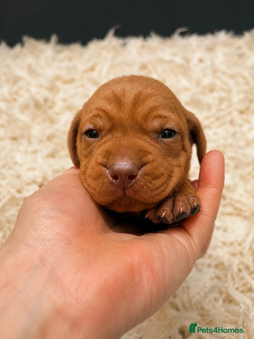 Hungarian Vizsla dogs for sale: Smooth Hungarian vizslas  - Advert 2