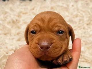 Hungarian Vizsla dogs Smooth Hungarian vizslas - Advert 2