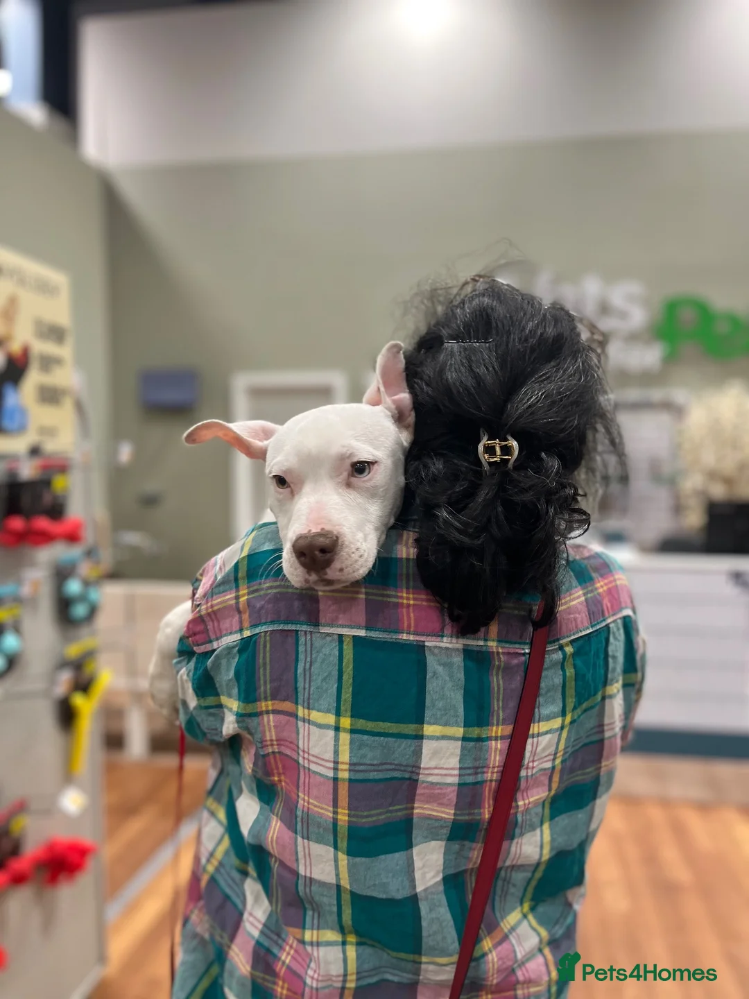 Mixed Breed dogs for sale: Stunning American Bull Staffy Puppies  ❤️ - Advert 8