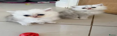 Persian Kitten 2