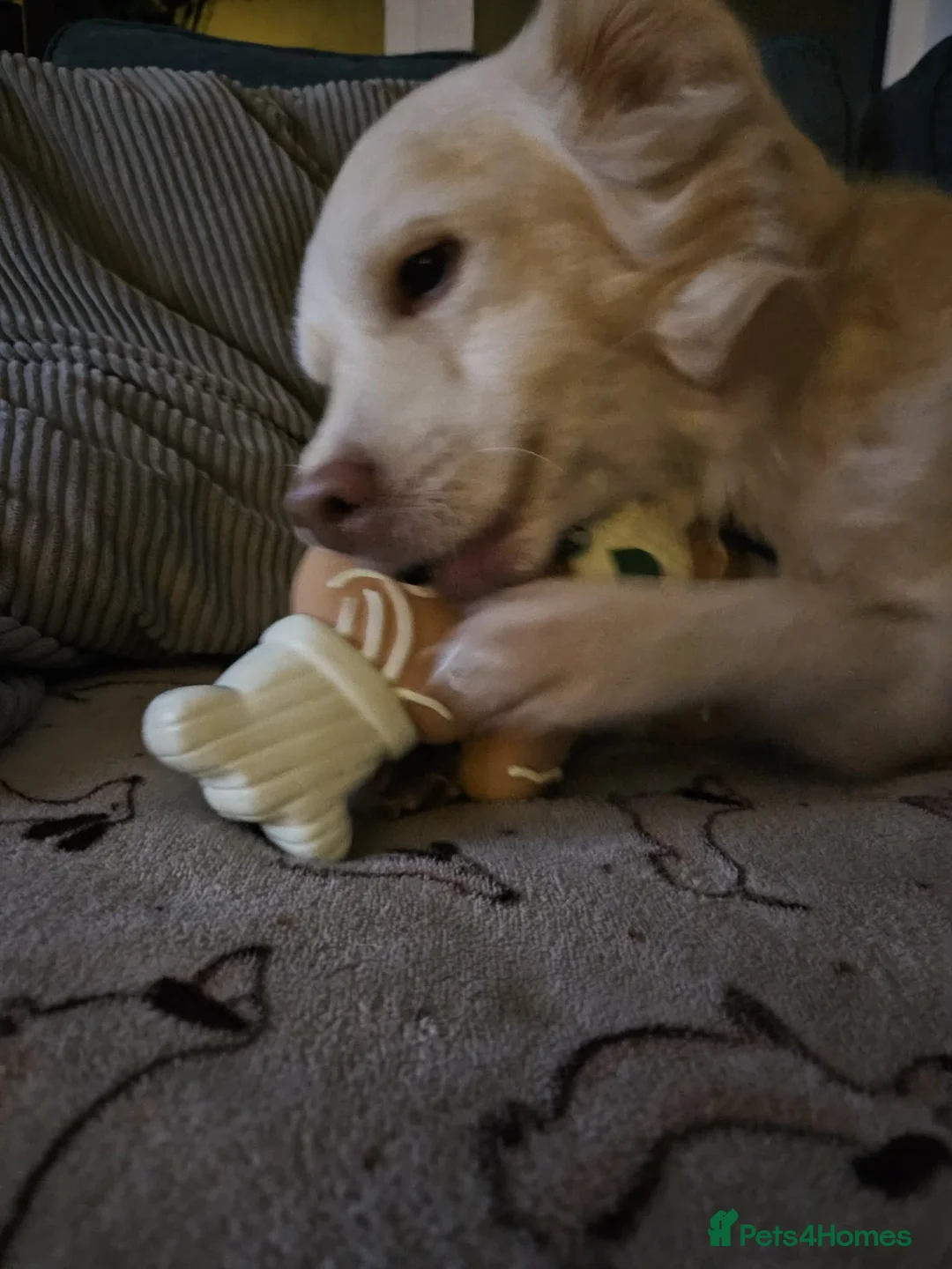 Mixed Breed dogs for adoption: Monty needs his forever home in Biggleswade - Advert 2