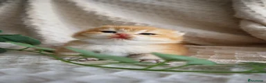 Eggy Bread 