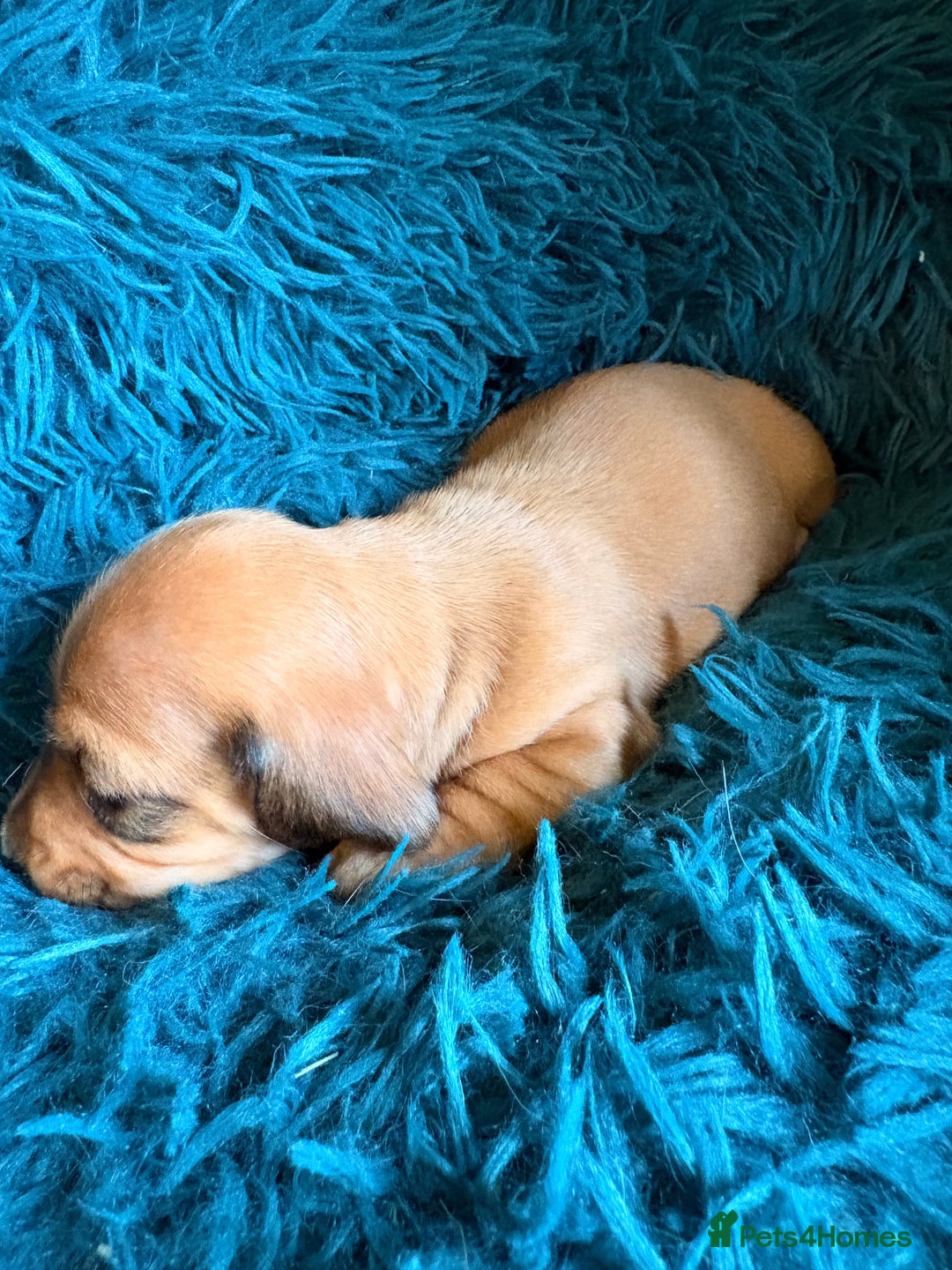 Dachshund dogs for sale: Miniature Smooth Haired Dachshunds  - Advert 16