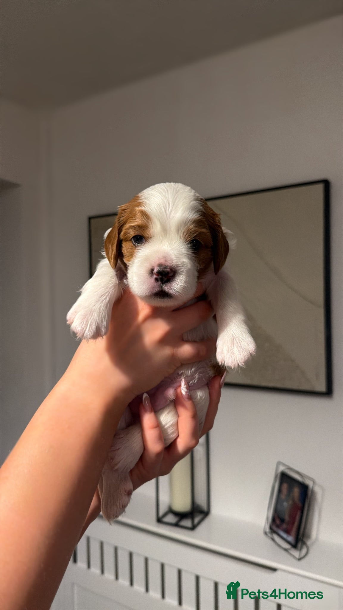 Cavalier King Charles Spaniel dogs Cavalier king charles spaniels 3 males left - Advert 11