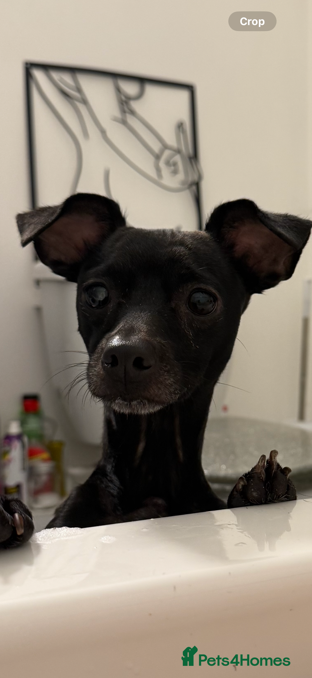 Mixed Breed dogs for sale: Female chihuahua cross to good home  - Advert 4