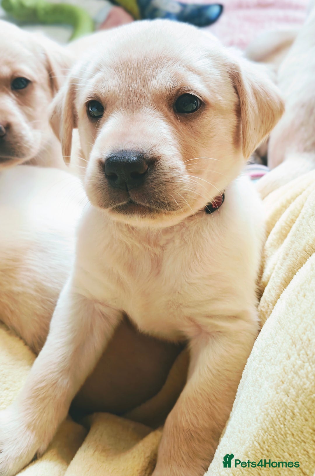 Labrador Retriever dogs for sale: Quality KC reg labs (Rare blue eyes!) - Advert 27