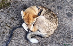 Saarloos Wolfdog dogs for sale: WEST SIBERIAN LAIKA 4 MONTHS OLD IMPORTED - Image 5