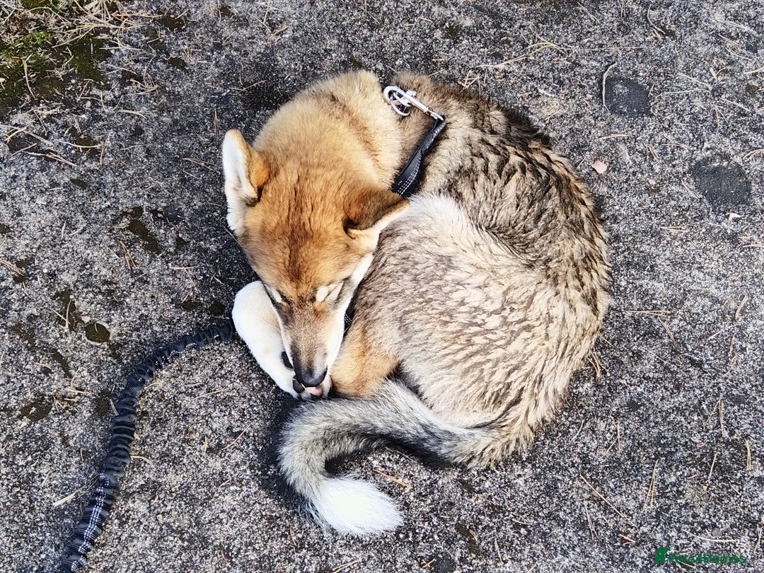 Saarloos Wolfdog dogs for sale: WEST SIBERIAN LAIKA 4 MONTHS OLD IMPORTED - Image 5