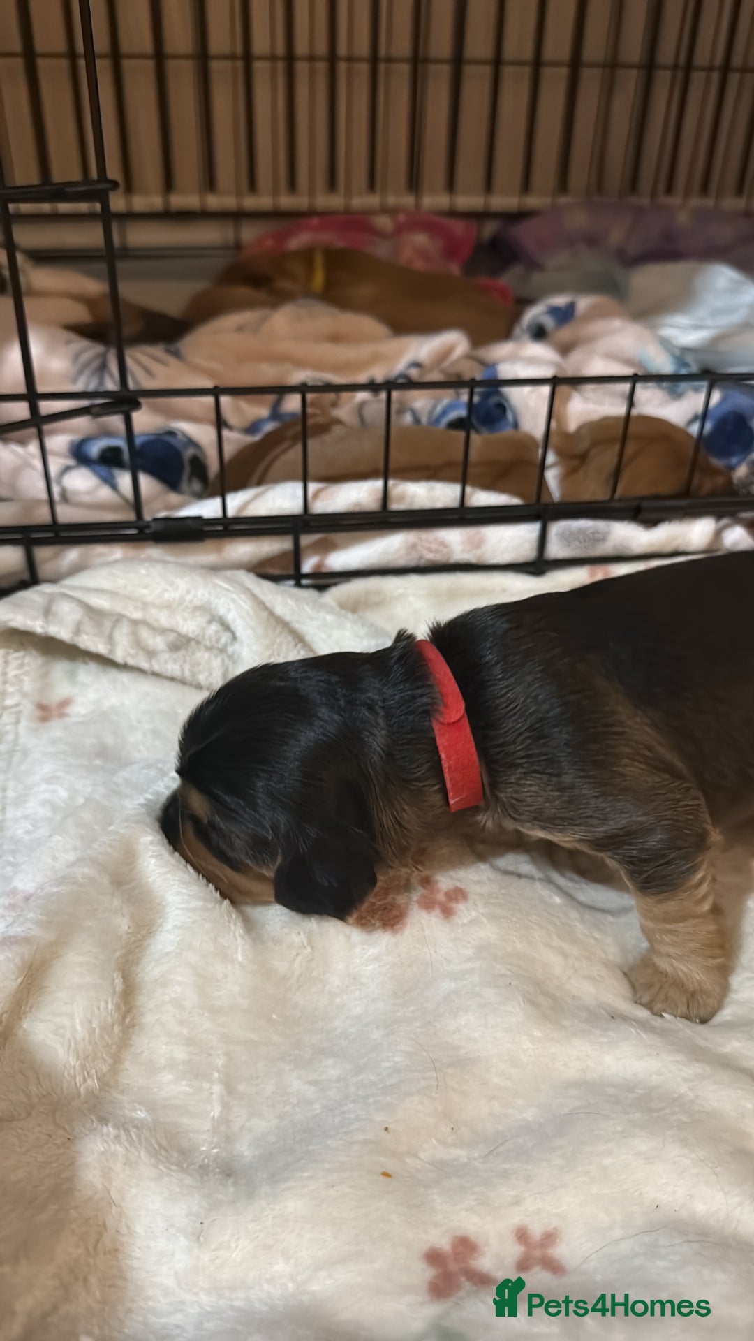 Cocker Spaniel dogs for sale: Gorgeously adorable Show Cocker Spaniels - Advert 28