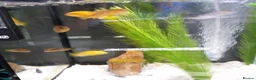 Cichlids fish for sale: Mixed Mbuna  in Liverpool - Advert 2
