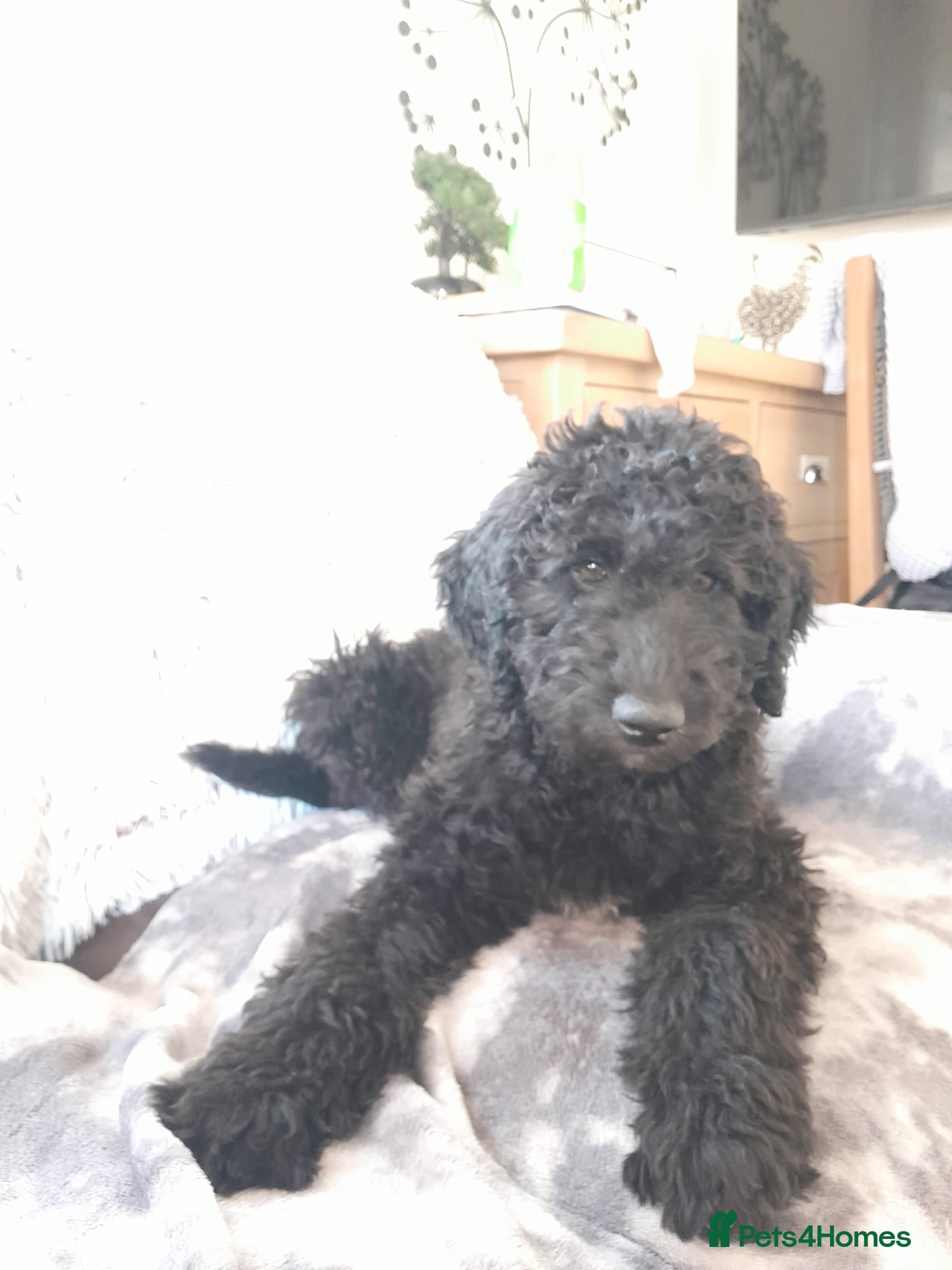 Goldendoodle dogs Goldendoodle puppies - Advert 1