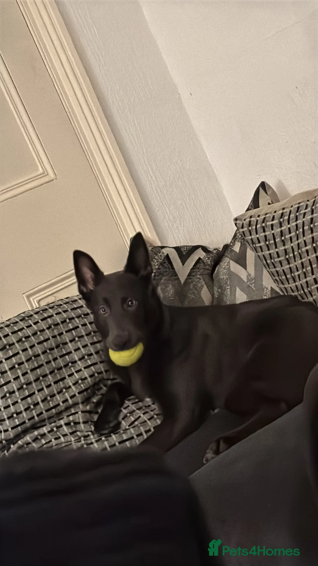 Belgian Shepherd Dog dogs for sale: Dark grey Belgian Shepard in Chester-le-Street - Advert 6