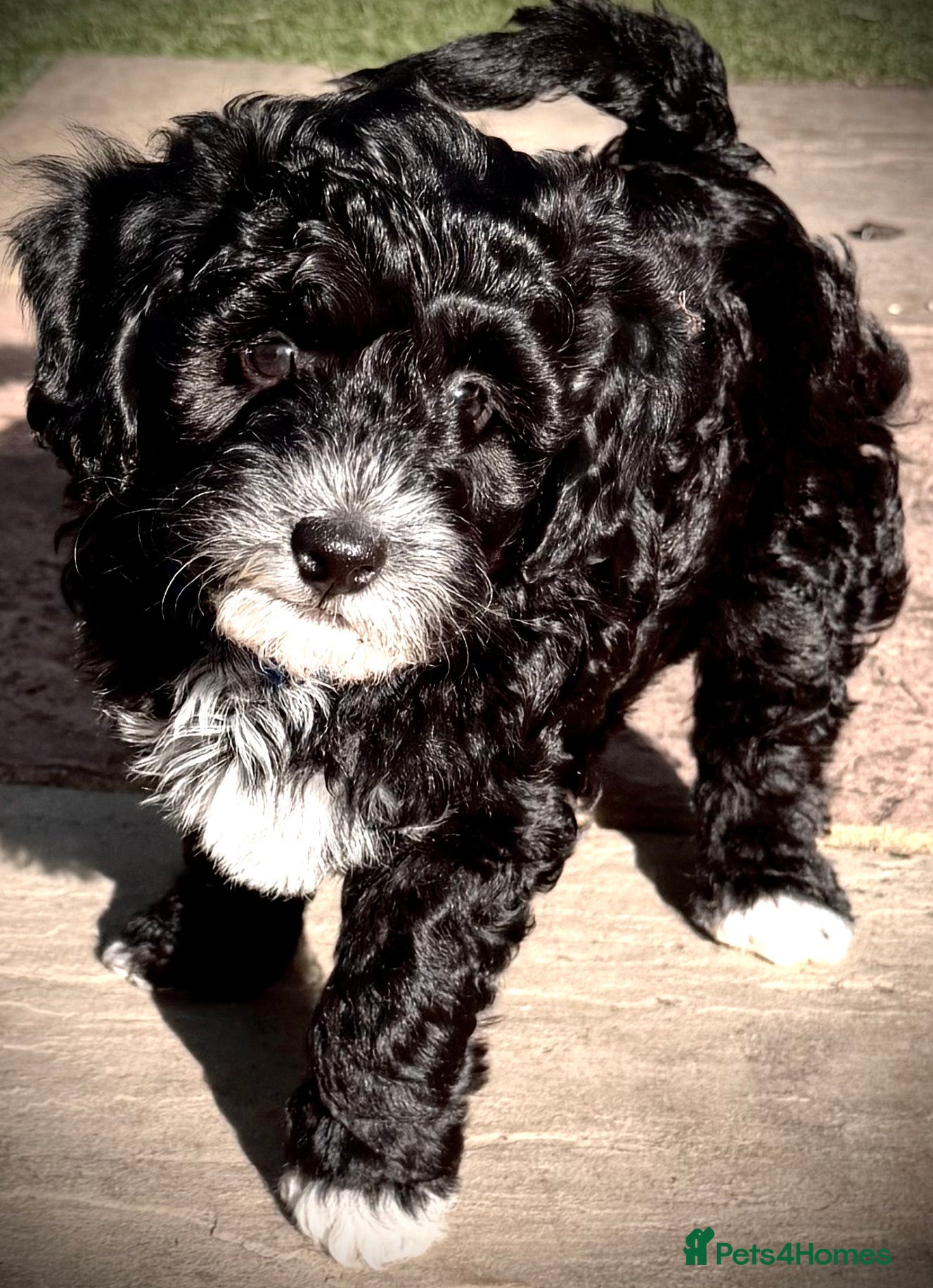 Bordoodle dogs F1b Bordoodle Puppies - Advert 1