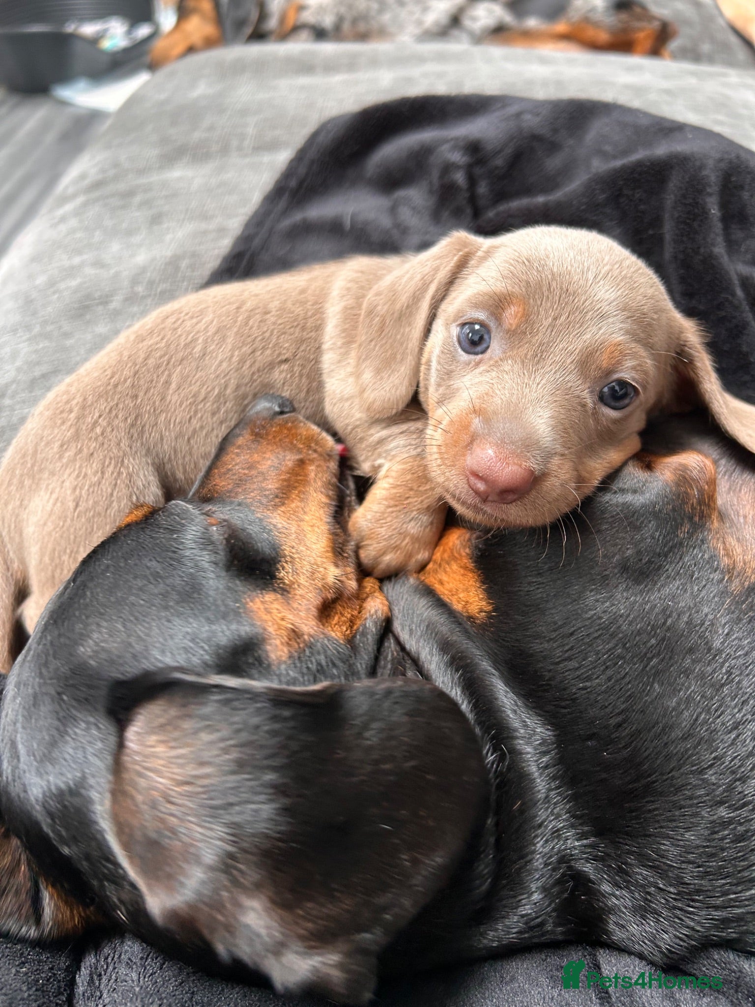 Miniature Dachshund dogs Unique Female Minature Dachsund Puppy. Ready soon! - Advert 8
