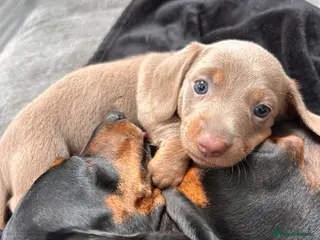 Miniature Dachshund dogs Unique Female Minature Dachsund Puppy. Ready soon! - Advert 6