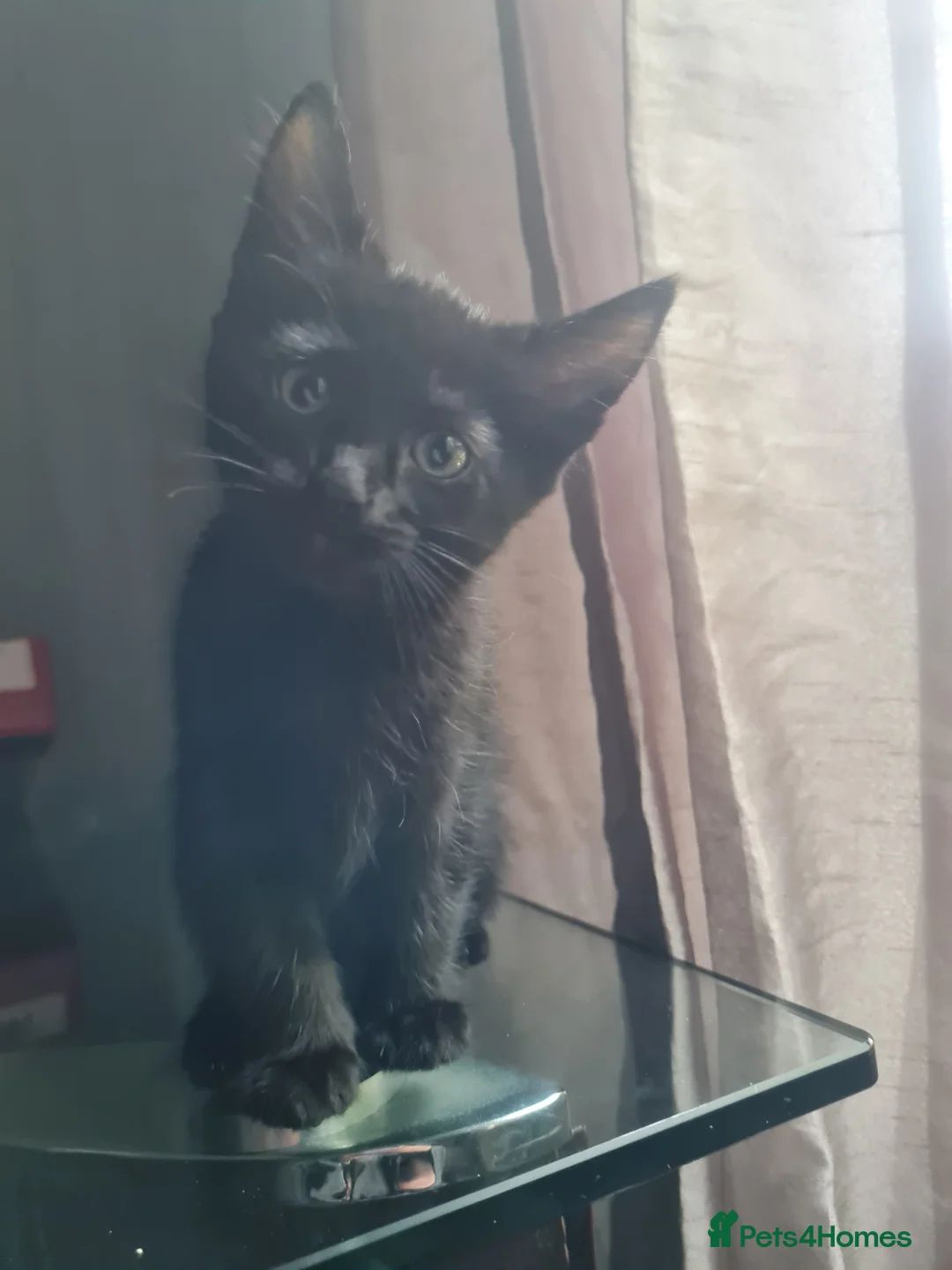 Mixed Breed cats for sale: Female X Ragdoll kittens  - Advert 2