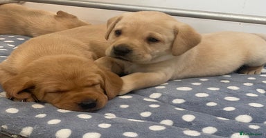 Labrador Retriever dogs - Advert 1