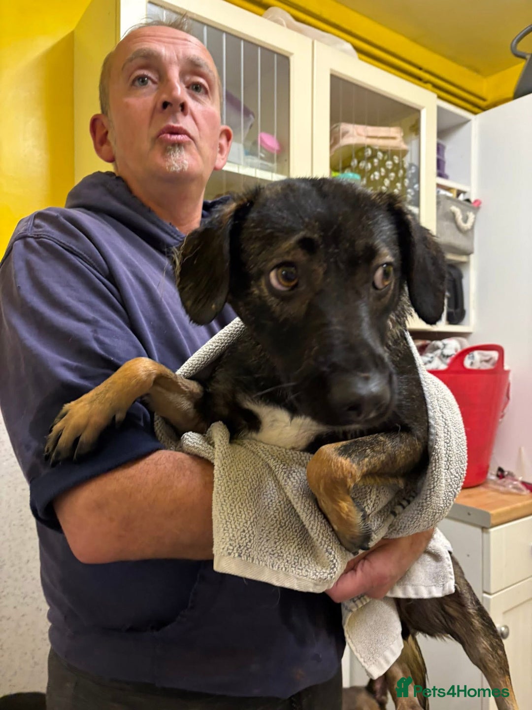 Mixed Breed dogs for adoption: Bubbles - Norwich Norfolk  - Advert 17