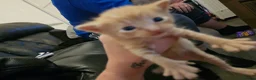 Mixed Breed cats for sale: 4 stunning kittens - Advert 17