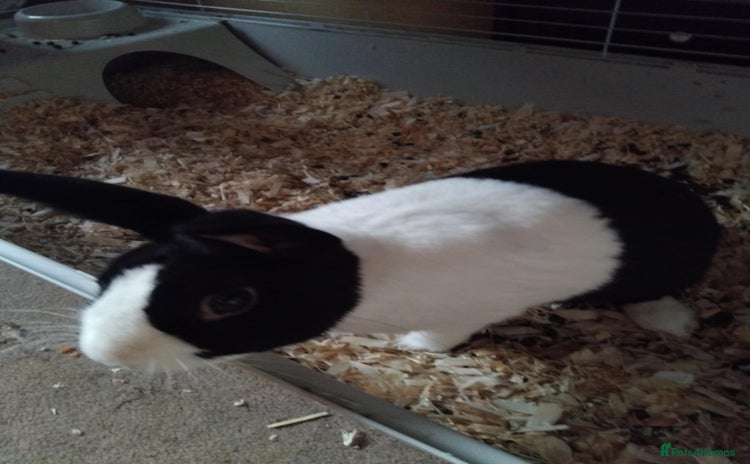 Dutch rabbits - Advert 1