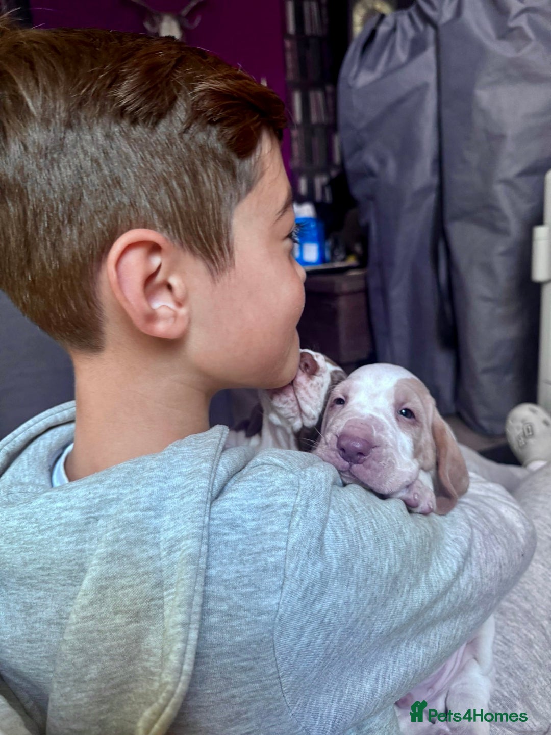 Bracco Italiano dogs for sale: Beautiful Bracco Pupoies - Image 10