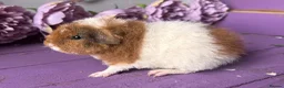 Guinea Pig rodents for sale: Pair Of Pedigree Teddy Boars - Advert 4
