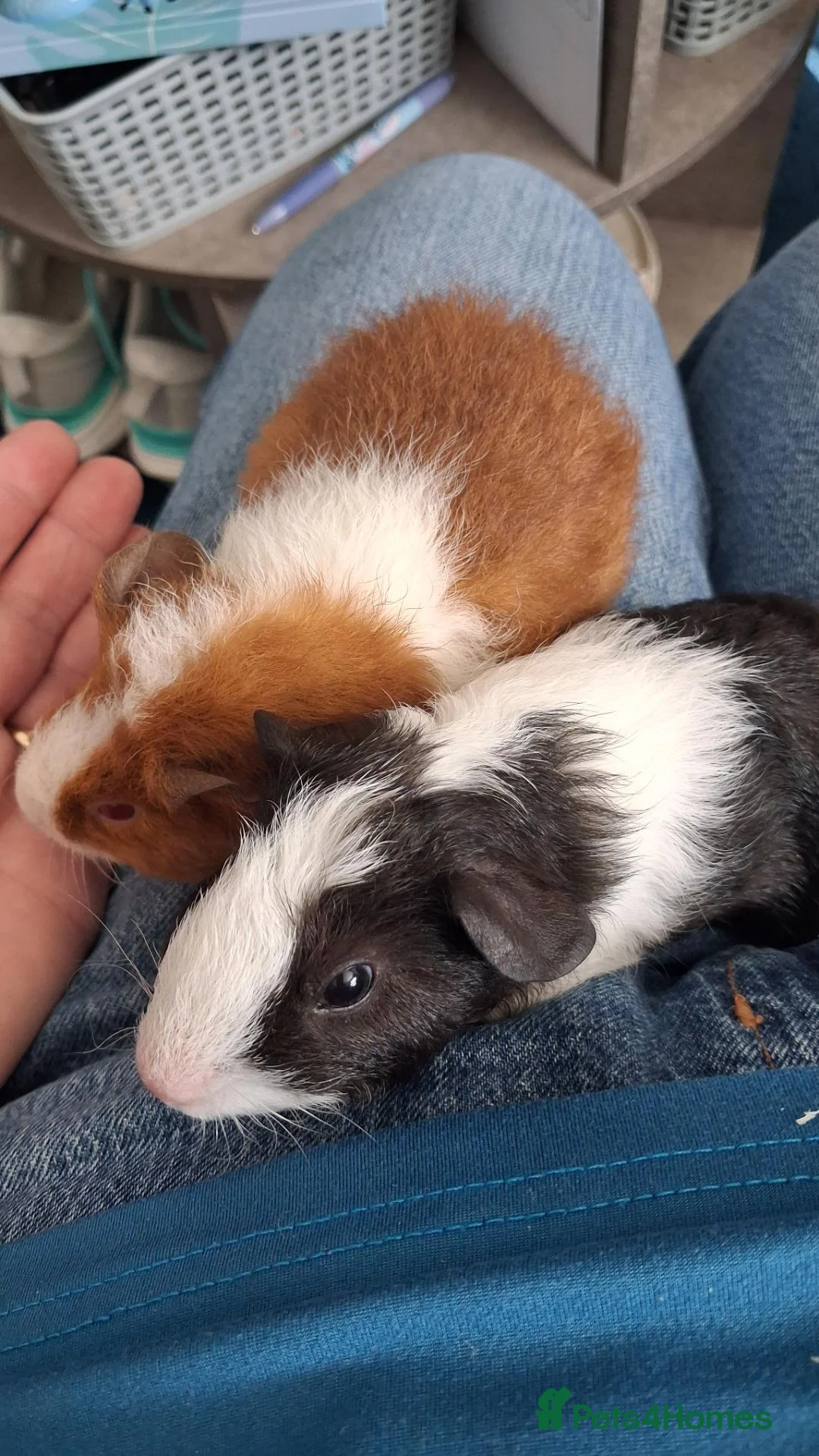 Guinea Pig rodents for sale: Guinea pigs - Advert 1