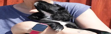 Black Cocker Spaniel 