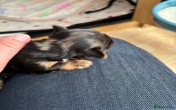 Yorkshire Terrier dogs for sale: Yorkshire terriers - Image 13