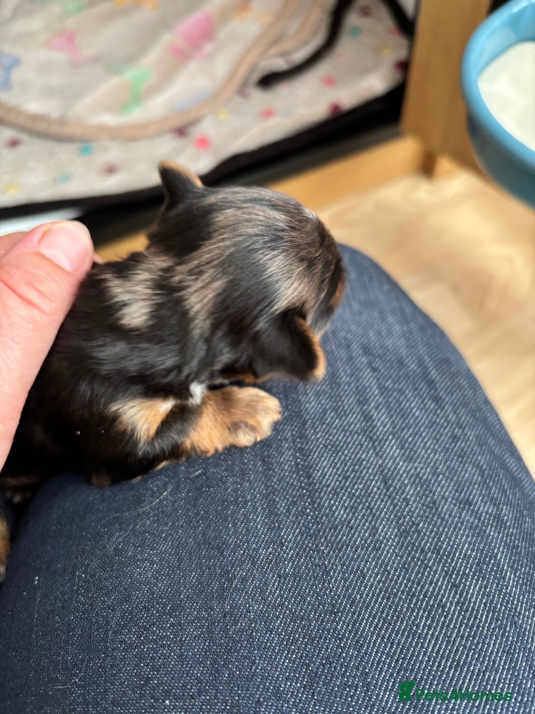 Yorkshire Terrier dogs for sale: Yorkshire terriers - Image 13