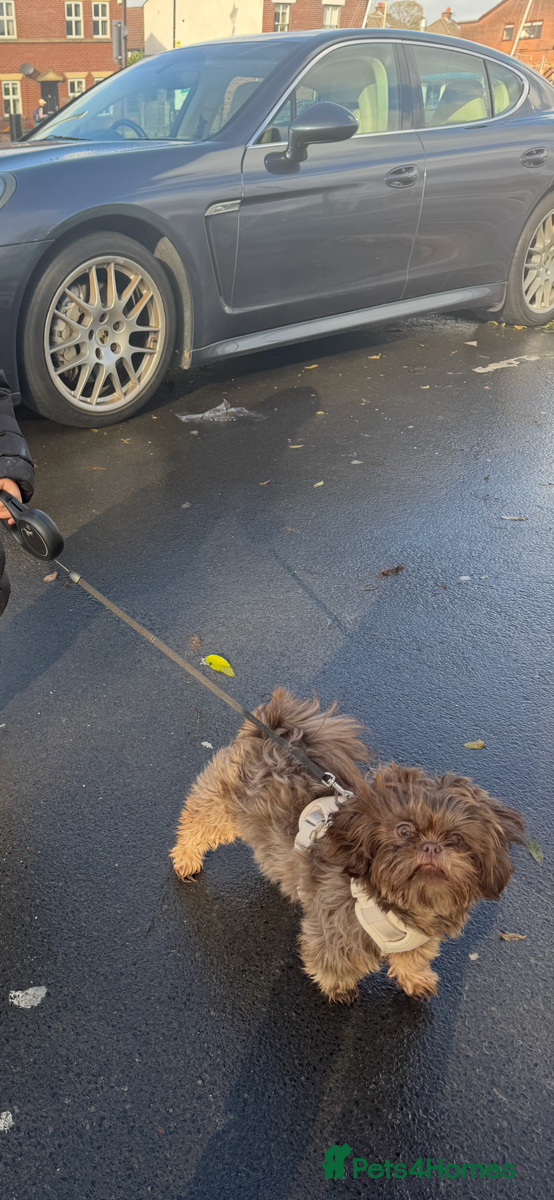 Shih Tzu dogs for sale: Chocolate imperial Shih Tzu - Advert 2