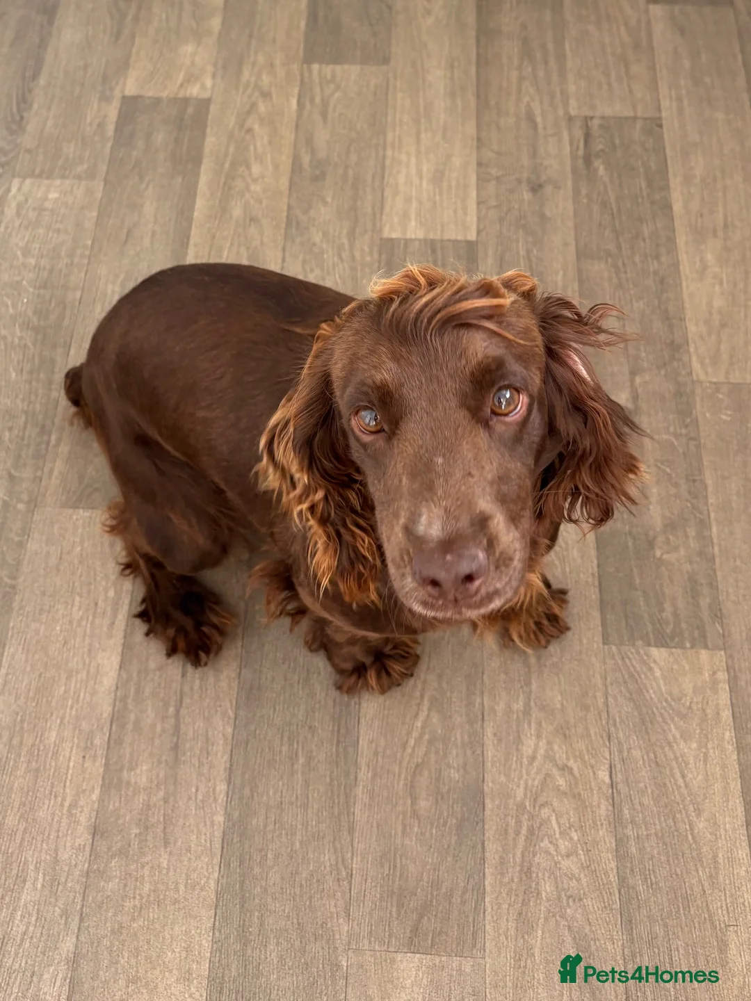 Cocker Spaniel dogs for sale: Two beautiful cocker spaniel bitches in Tewkesbury - Advert 3